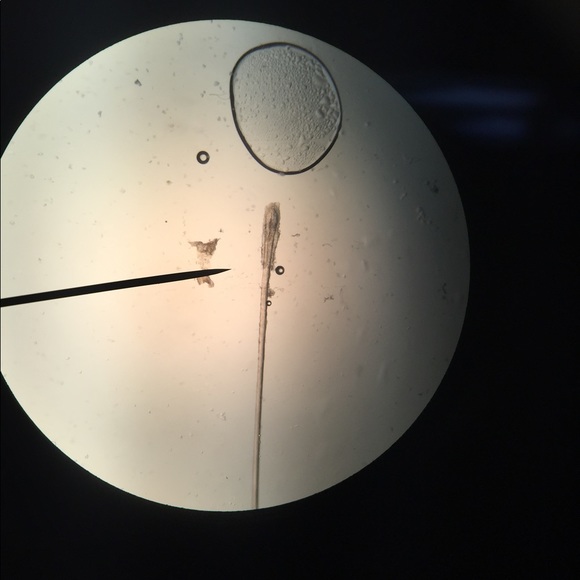 Meet your Posher, Alexis - Picture 1 of 1